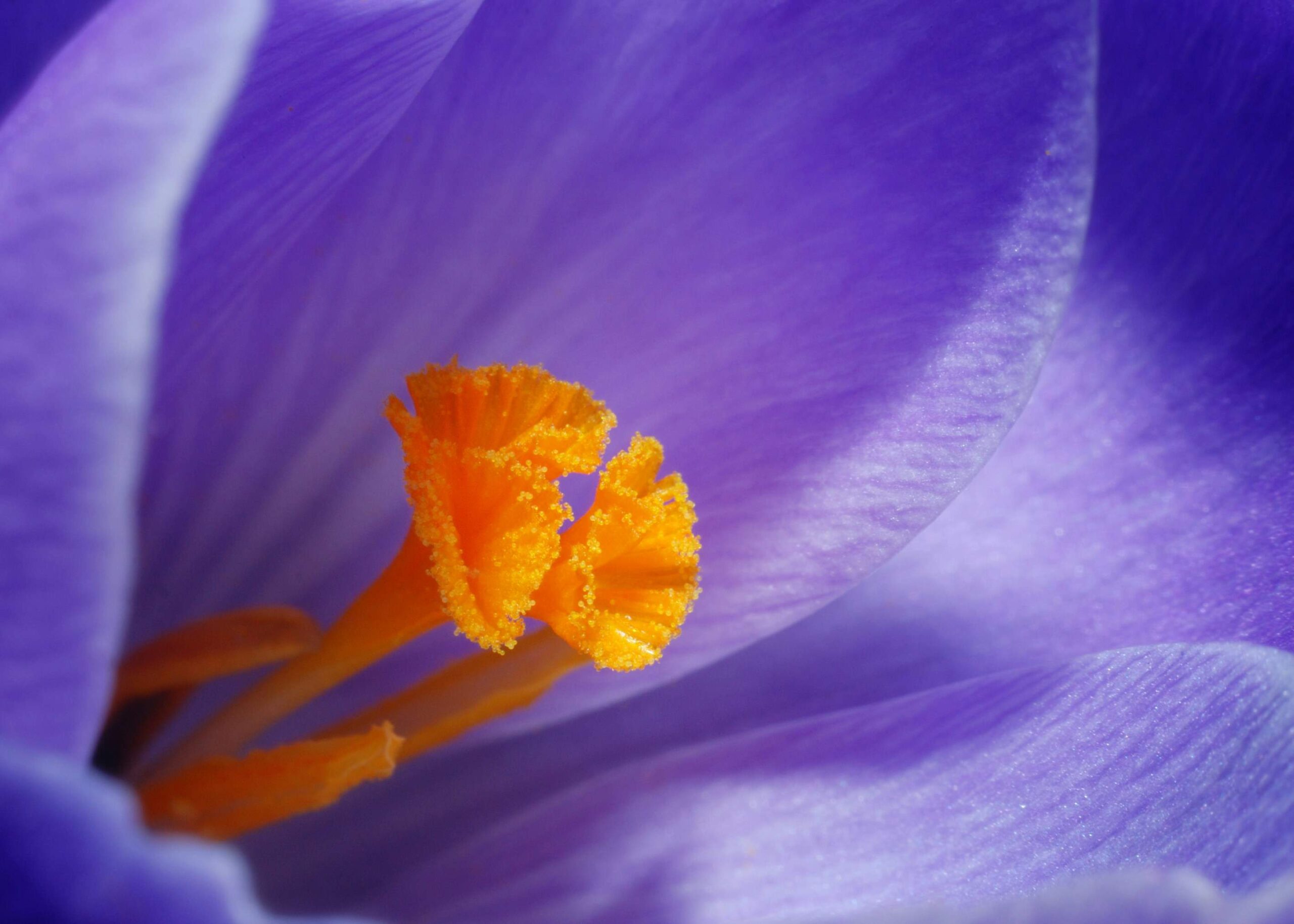 bouquet-fleurs-fete-meres